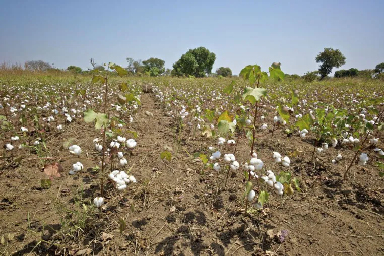 Bild: Ökologisch-faire (OFT) Baumwolle: Cotonea weltweit drittgrößter Verarbeiter
