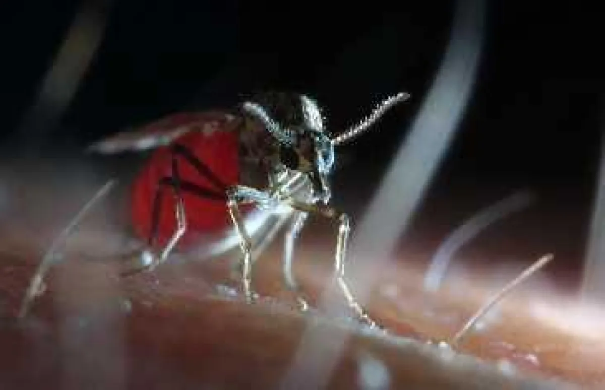 Blauzungen-Überträger Culicoides