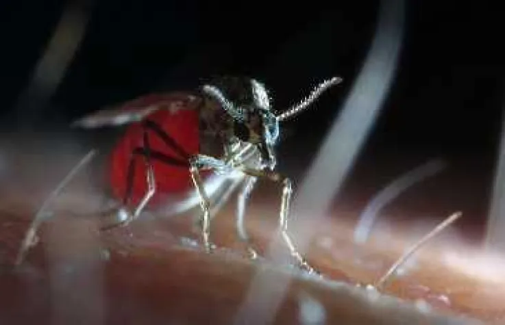Bild: Die „Bund-Länder Task Force Tierseuchenbekämpfung“ etabliert Impfbank gegen Blauzungenkrankheit bei Fort Dodge
