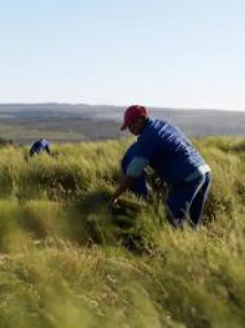 Im Januar beginnt in Südafrika die Rooibos-Ernte Bild: Im Januar beginnt in Südafrika die Rooibos-Ernte