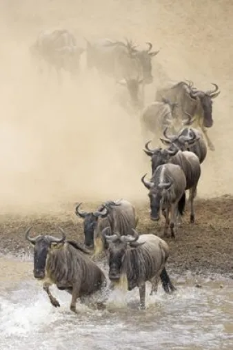 Bild: Tierfotografie: Afrika für Profis und ambitionierte Amateure - Vorbereitung – Durchführung – Ergebnisse