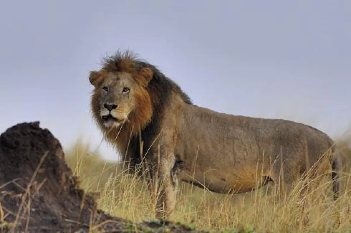 bfs / Karawane Reisen: Lutz Fohrer