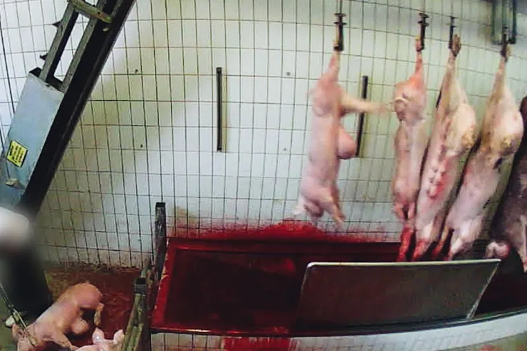 Skandal-Bio-Schlachthof in Neuruppin stellt Schlachtung ein - Staatsanwaltschaft ermittelt wegen Tierquälerei Bild: Skandal-Bio-Schlachthof in Neuruppin stellt Schlachtung ein - Staatsanwaltschaft ermittelt wegen Tierquälerei