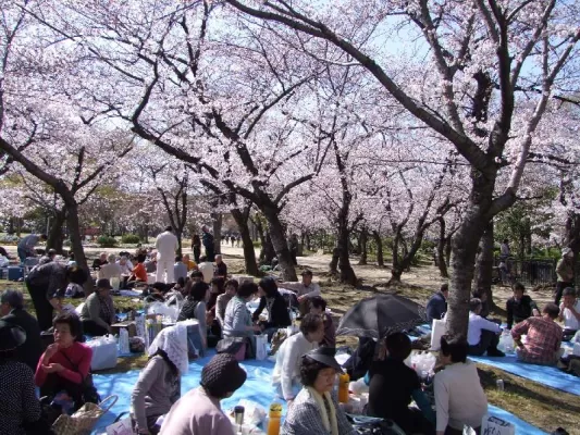 Bild: Hanami - Kirschblütenschau in Japan