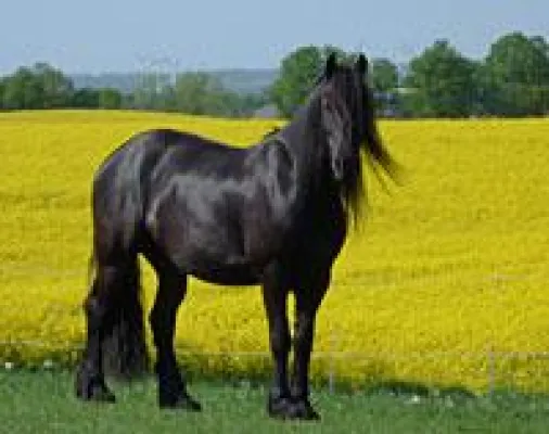 Bild: „Experience Change“- 5. Jahreskonferenz der EAHAE - Pferdegestützte Seminare vermitteln Werte im Wandel