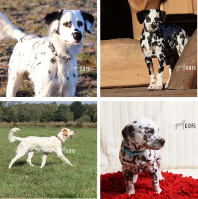 Bild: Tricolor, Langhaar, Platten: Haben wir den ursprünglichen Dalmatiner weggezüchtet?