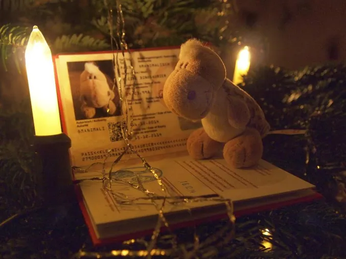 Bild: Glückliche Kuscheltieraugen unterm Weihnachtsbaum