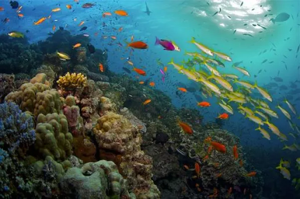 Bild: Das Great Barrier Reef: Große dreiteilige TV-Dokumentation in der ARD zur besten Sendezeit