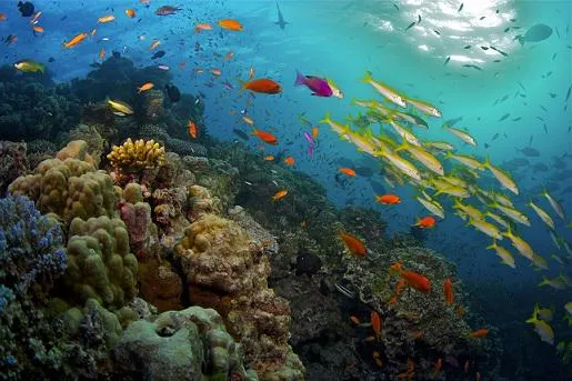 Das Great Barrier Reef: Große dreiteilige TV-Dokumentation in der ARD zur besten Sendezeit Bild: Das Great Barrier Reef: Große dreiteilige TV-Dokumentation in der ARD zur besten Sendezeit