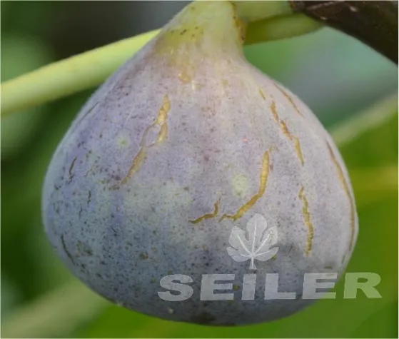 Feigenbaumschule bei Meckenheimer Pflanzenmarkt Bild: Feigenbaumschule bei Meckenheimer Pflanzenmarkt