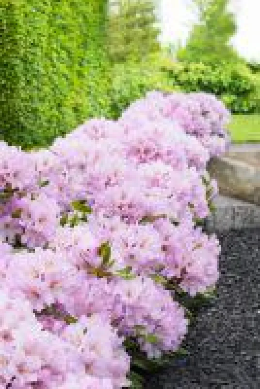 Rosa INKARHO®-Dufthecke mit süßlichem Duft