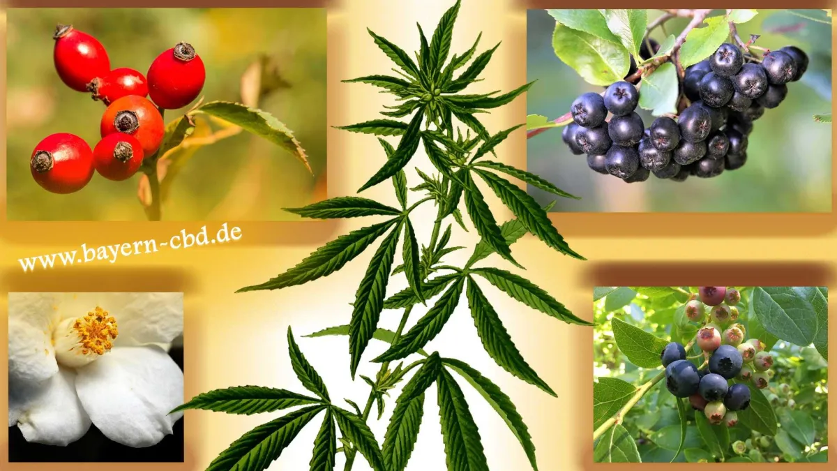 Energietankstelle: Superfood mit 5 natuerlichen Vitalboostern