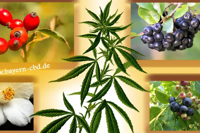 Die besten Superfoods: Power für jeden Tag! Bild: Die besten Superfoods: Power für jeden Tag!