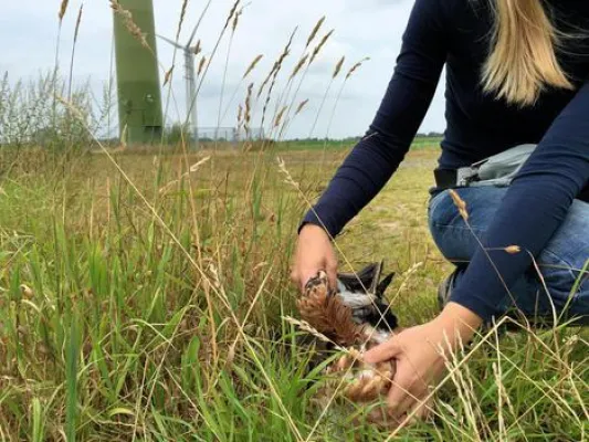 Bild: Jäger und Falkner fordern schärfere Strafverfolgung für Nestzerstörungen