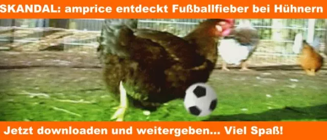 amprice.de entdeckt Fußballfieber bei Hühnern Bild: amprice.de entdeckt Fußballfieber bei Hühnern