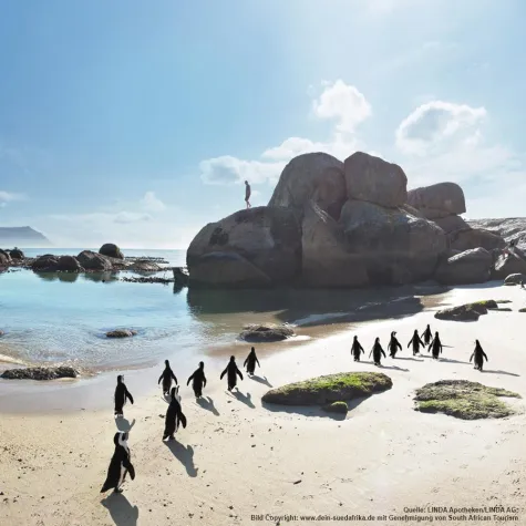 Bild: Südafrika-Gewinnspiel der LINDA Apotheken