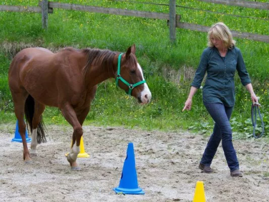 Bild: Cheval Trainings startet in Saison 2013 - Neues Führungskräftetraining mit Pferden