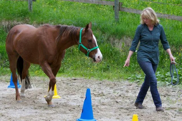Cheval Trainings startet in Saison 2013 - Neues Führungskräftetraining mit Pferden Bild: Cheval Trainings startet in Saison 2013 - Neues Führungskräftetraining mit Pferden