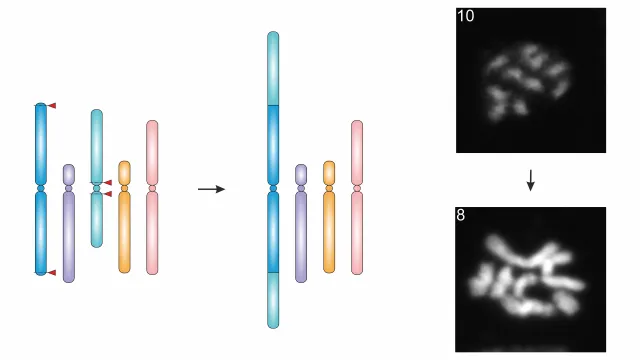 Bild: Gentechnik: Mit der molekularen Schere die pflanzliche Chromosomenzahl verändern