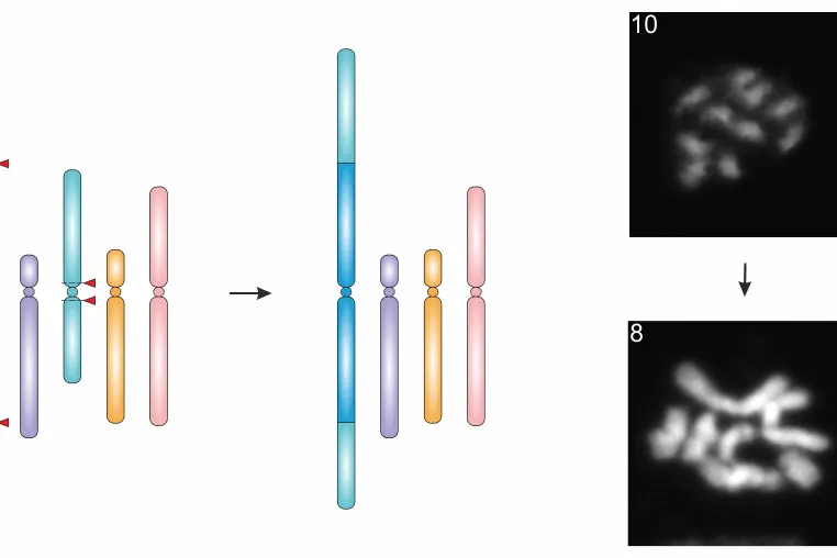 Bild: Gentechnik: Mit der molekularen Schere die pflanzliche Chromosomenzahl verändern