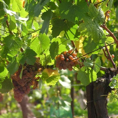 Bild: Megalauf im Elbtal mit mehr als 3000 Teilnehmern - Fotounternehmen fotografiert jeden Teilnehmer