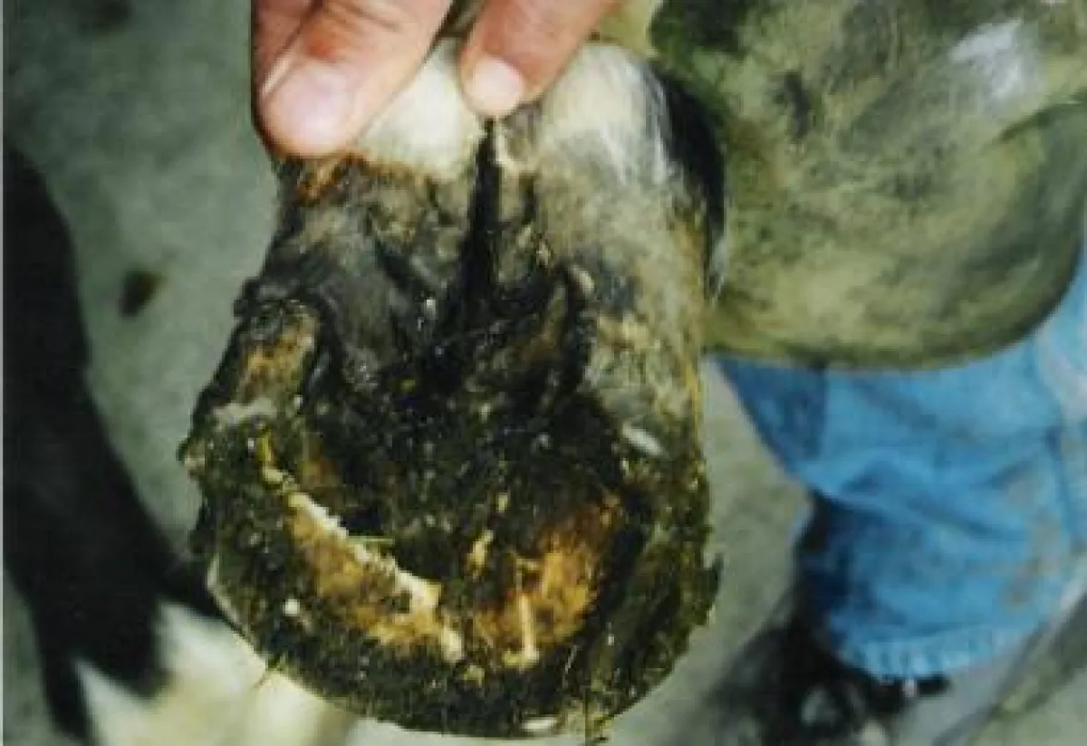 akute Strahlfäule beim Pferd