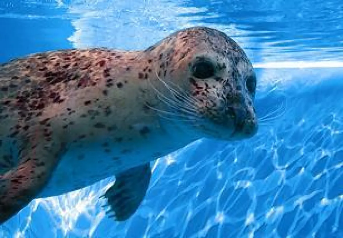 Seehundbaby im Zoomarine an der Algarve / Portugal