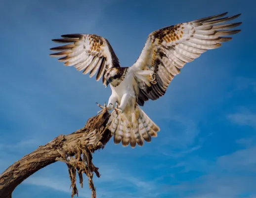 Bild: Sake Startup übernimmt Schutz von 20.000 Quadratmetern im Brandenburger Naturparadies