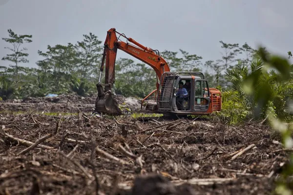 Bild: Palmöl: gut oder böse?