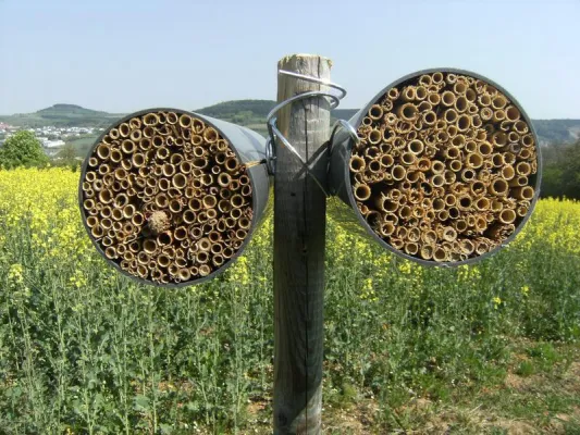 Bild: Nisthilfen machen Äcker für Wildbienen attraktiv