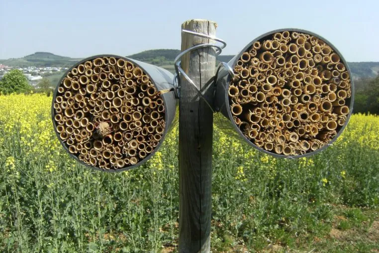 Bild: Nisthilfen machen Äcker für Wildbienen attraktiv