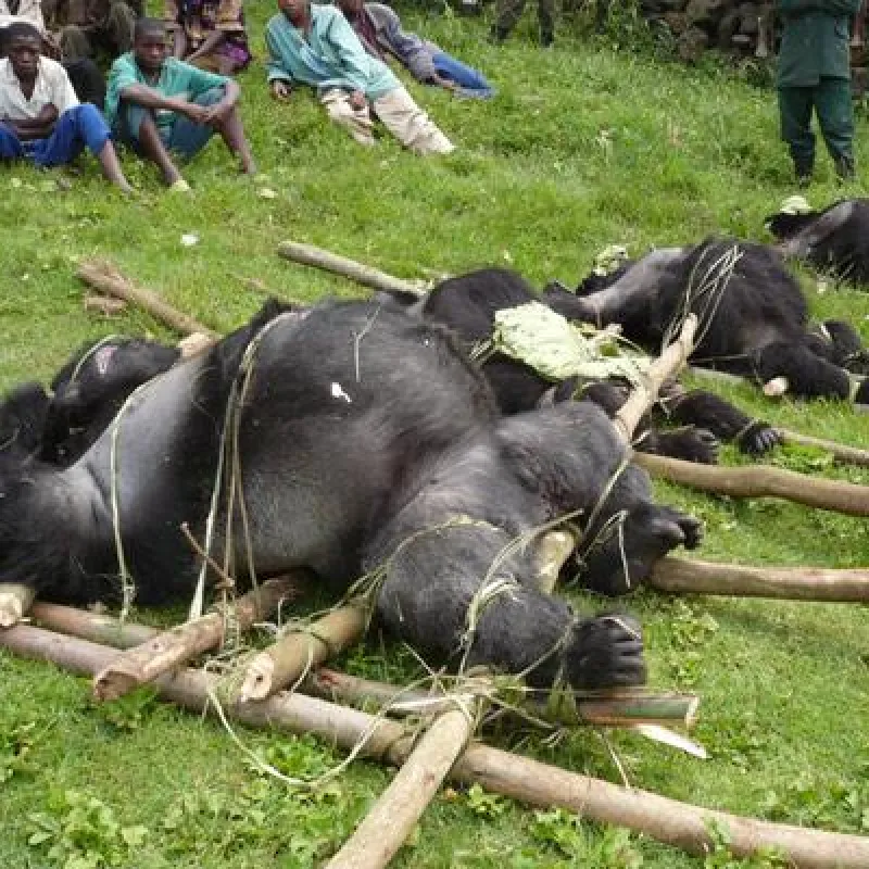 Gorilla Massaker 2008 Kongo