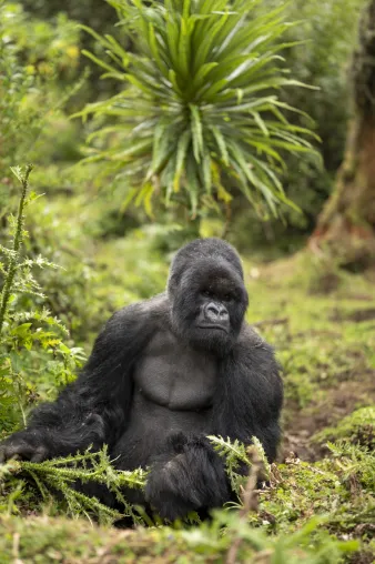 Hat sich der Östliche Gorilla erholt? Bild: Hat sich der Östliche Gorilla erholt?