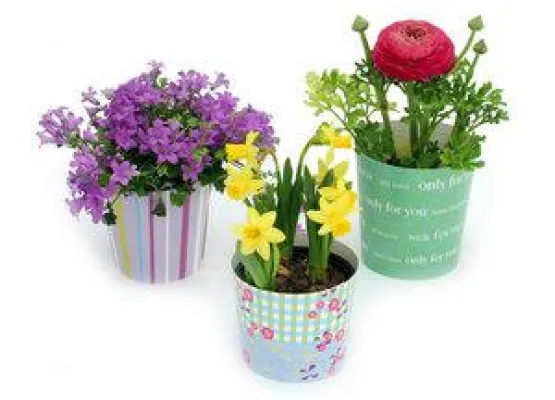 Bild: flexypot Design-Manschetten aus Papier – die neue Geschenkverpackung für Topfpflanzen.