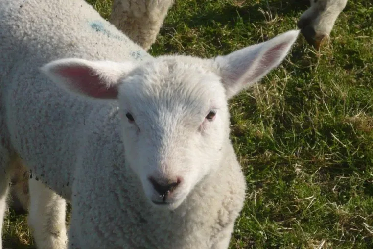 Bild: Naturmatratzen-Hersteller setzen auf Biobaumwolle und Fasern aus kontrolliert biologischer Tierhaltung