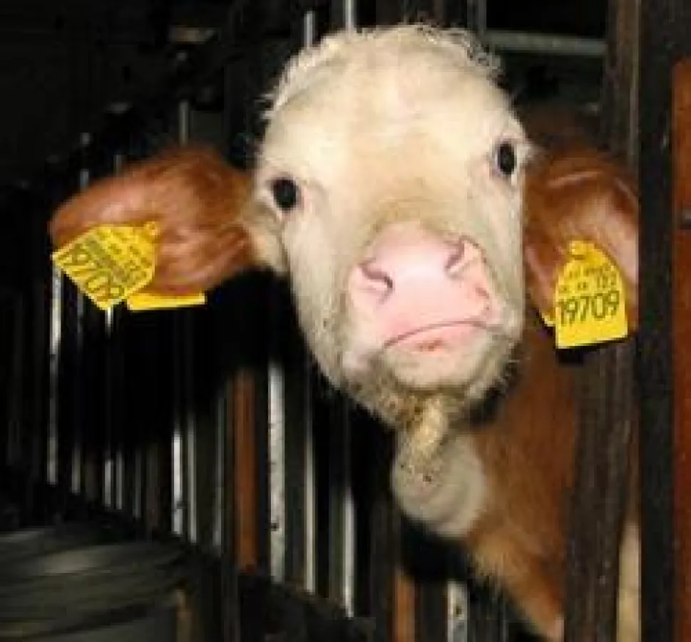 Kalb auf dem Weg nach Libyen © PETA