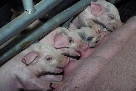 Bild: AVA-Tagung Mit Schweinen Geld verdienen Erfolgreiche Schweineproduktion mittel- und langfristig