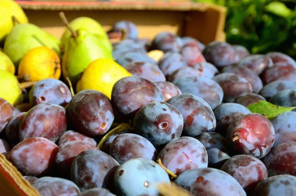 Bild: Ernteeinbrüche in Europa - Obst und Früchte werden knapp