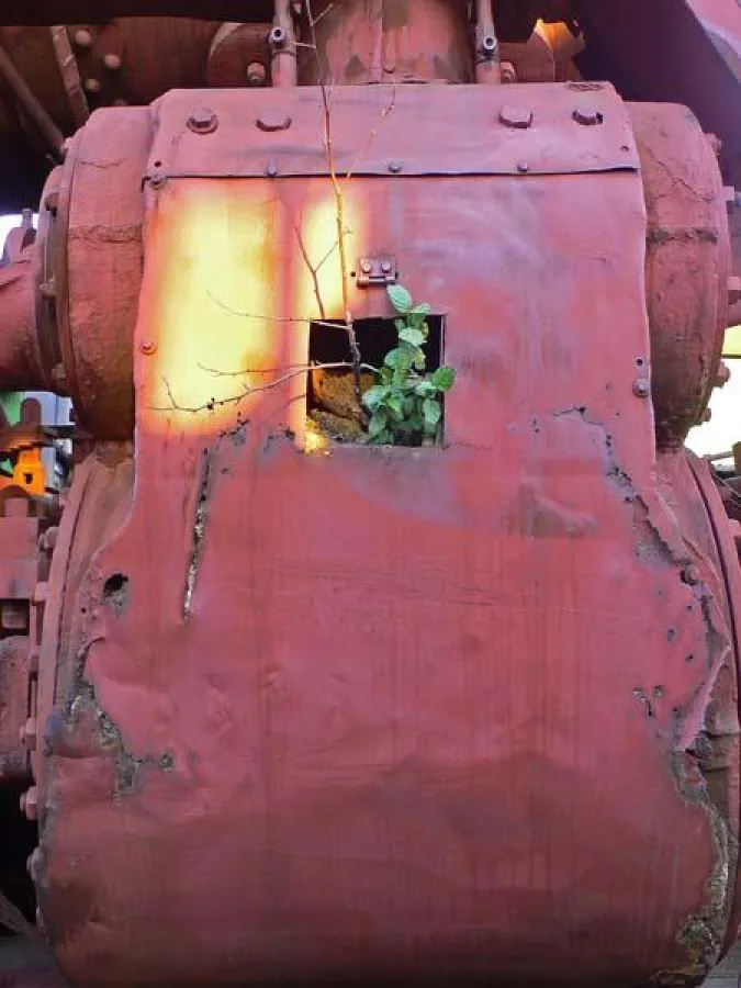 Leben (75 cm x 100 cm, Foto) von Rainer Mauerer