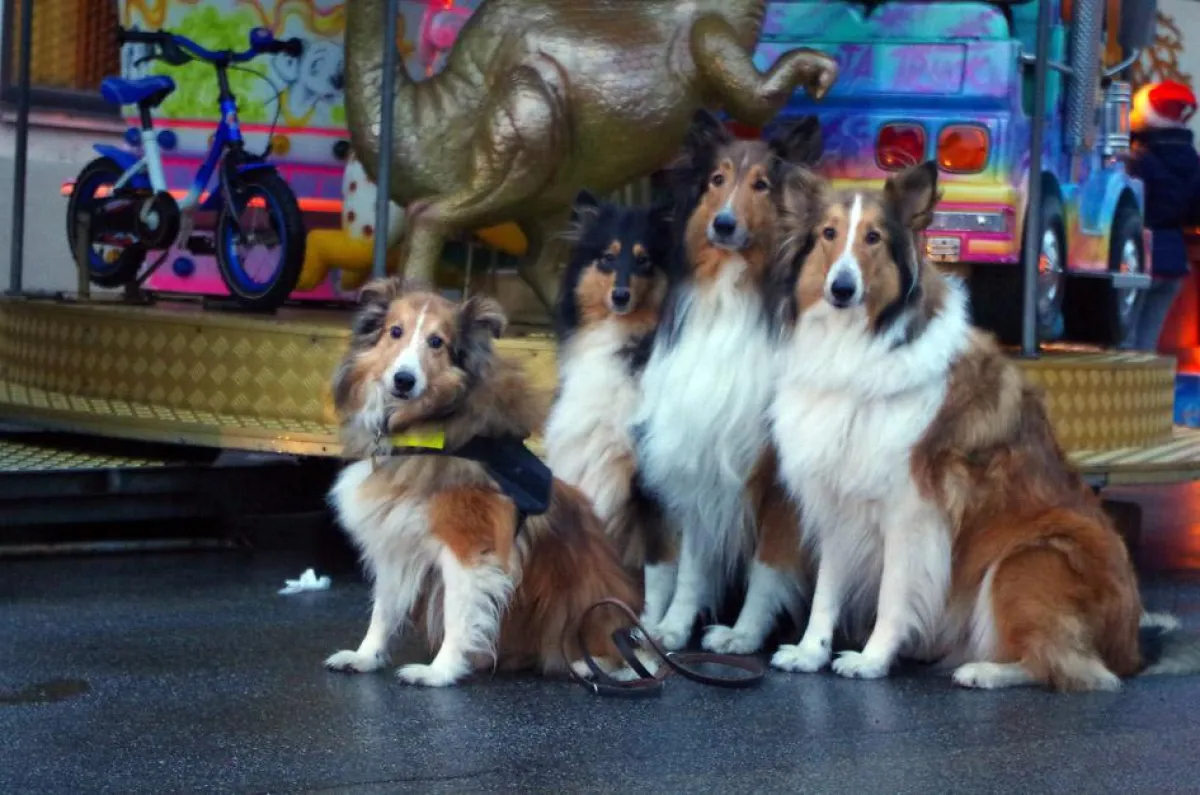 Freuen Sie sich auf die Ausstellung mit Collie-Fotos von Petra Ewert. Copyright: Petra Ewert