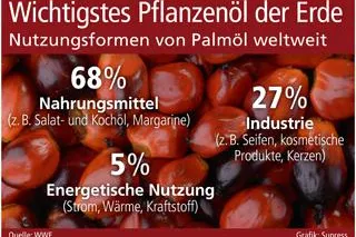 Bild: Wichtigstes Pflanzenöl der Erde