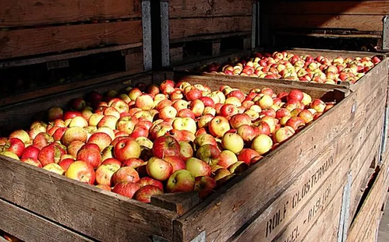 Gute Apfelernte auf den Demonstrationsbetrieben Bild: Gute Apfelernte auf den Demonstrationsbetrieben