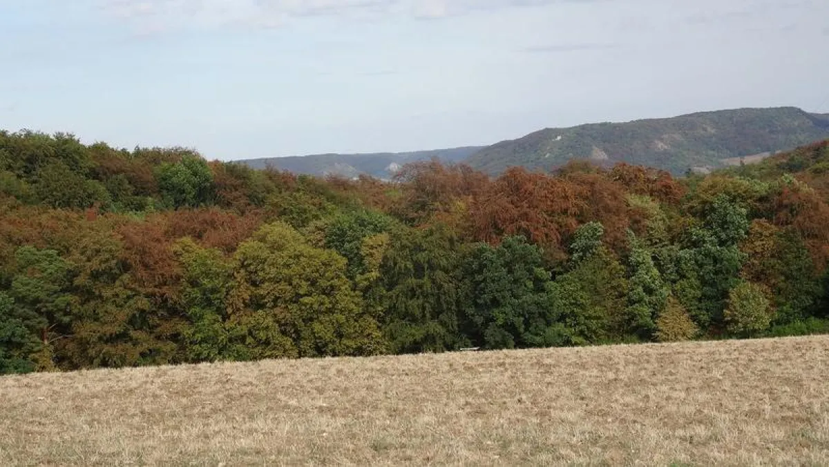 Heat and drought stress on deciduous forest in 2016 in Thuringia, Germany. (MPI-BGC, photo by Susann Héjja)