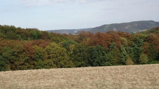 Scientists take step towards more accurate predictions of tree drought mortality Bild: Scientists take step towards more accurate predictions of tree drought mortality