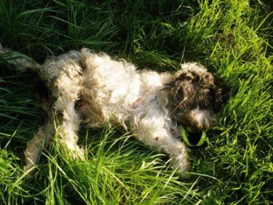 Bild: Hundemord - PETA setzt 500 EUR Belohnung aus / Ausgesetzter Hund stirbt qualvoll in Schwalmstadt