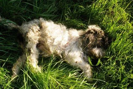Bild: Hundemord - PETA setzt 500 EUR Belohnung aus / Ausgesetzter Hund stirbt qualvoll in Schwalmstadt