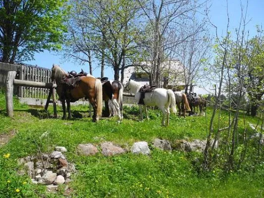 Wanderreiten - Urlaub im Sattel Bild: Wanderreiten - Urlaub im Sattel