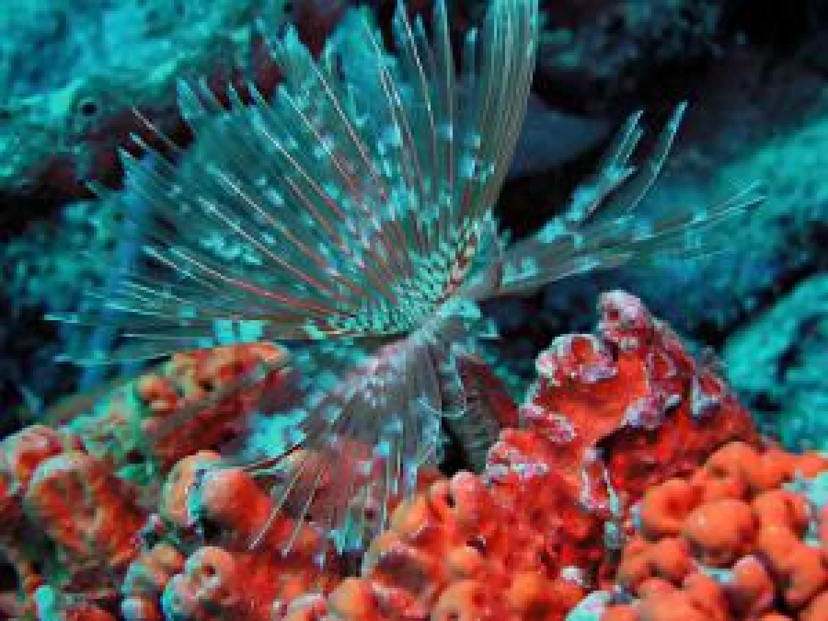 Farbenfrohe Unterwasserwelt Curacaos