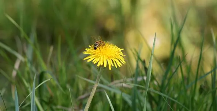 Frühling im Weingut Hareter Thomas Bild: Frühling im Weingut Hareter Thomas