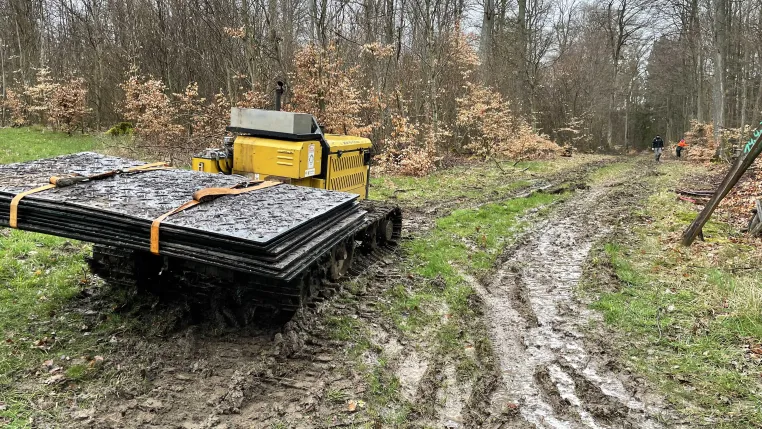 Bild: Matten auf dem Waldboden